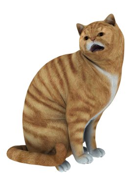 kırmızı tekir kedi