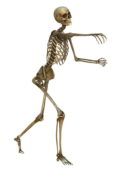 Human Skeleton — Stock Photo, Image