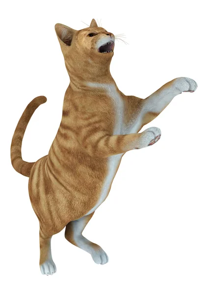 Gato tabby vermelho — Fotografia de Stock
