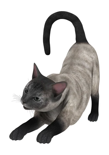 Siamese katt — Stockfoto