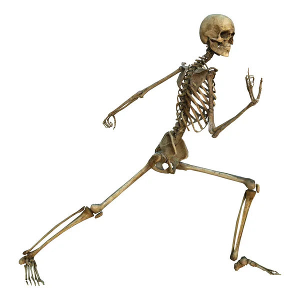 Menschliches Skelett — Stockfoto