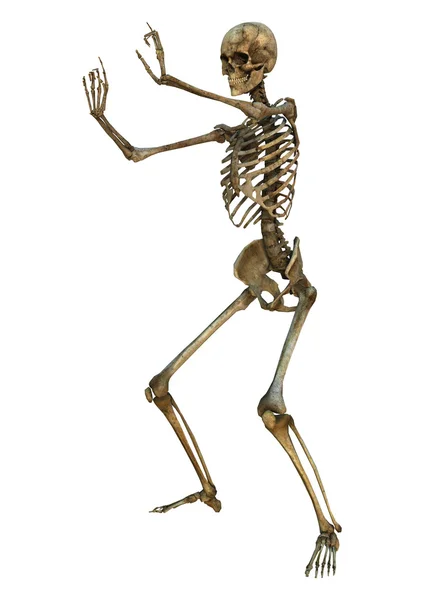 Human Skeleton — Stock Photo, Image