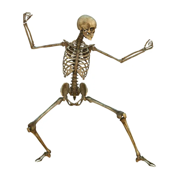 Human Skeleton — Stock Photo, Image