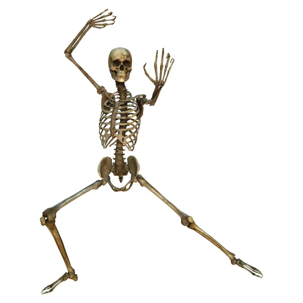 Human Skeleton — Stock Photo, Image