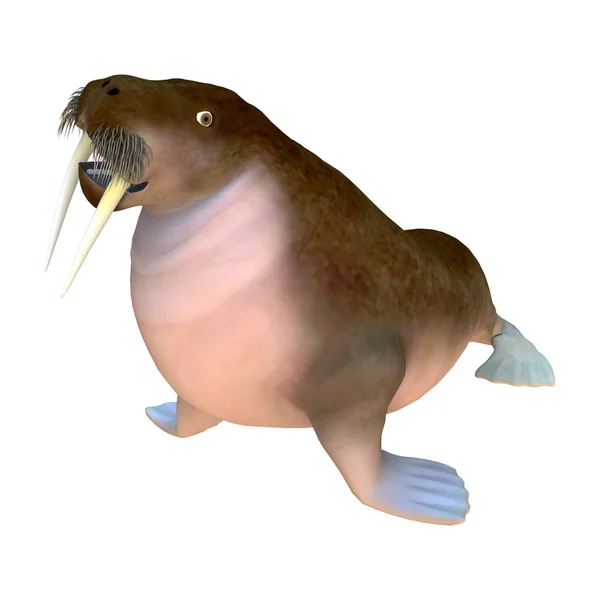 Walrus — Stockfoto