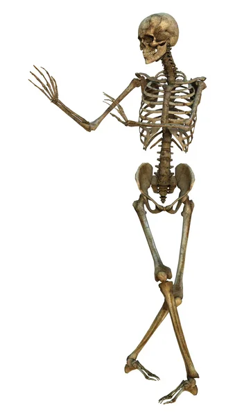 Скелет людини — стокове фото