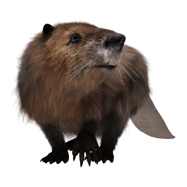 Beaver on White — Stock Photo, Image