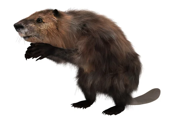 Beaver on White — Stock Photo, Image