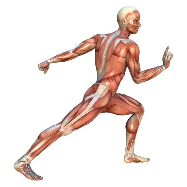 Muscle Maps clipart
