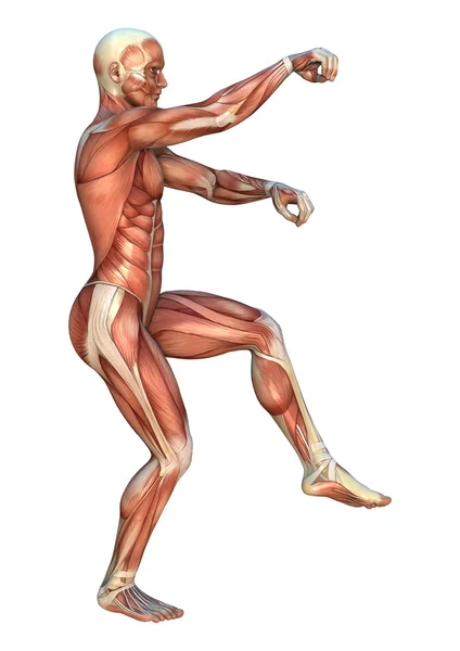 Mapas musculares — Fotografia de Stock