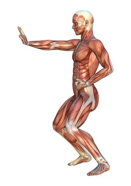 Muscle Maps — Stock Photo, Image