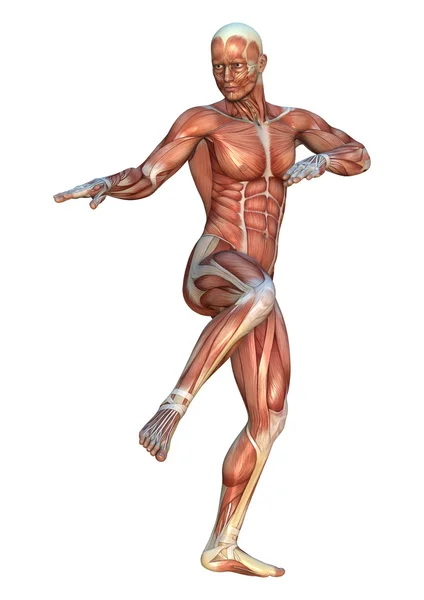 Mappe muscolari — Foto Stock