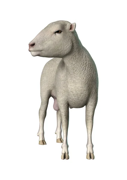 Schafe auf weiß — Stockfoto