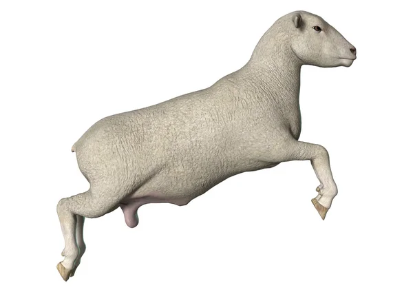 Jumping Sheep — Stock Photo, Image