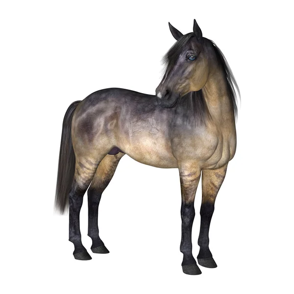 Horse — Stock Photo, Image