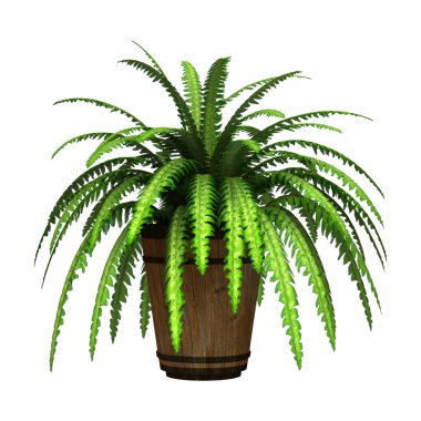 Boston Fern beyaz