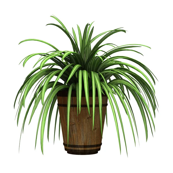 Spider Plant on White — Stock Image Spider Plant on White Stock Image