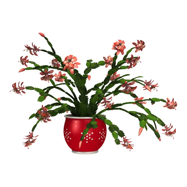 Christmas Cactus — Stock Image Christmas Cactus Stock Photo