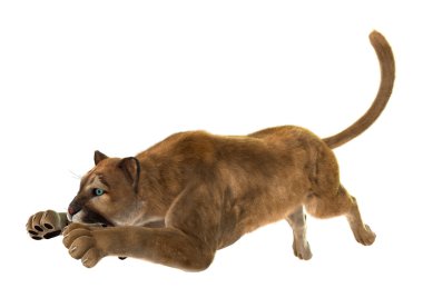 Puma