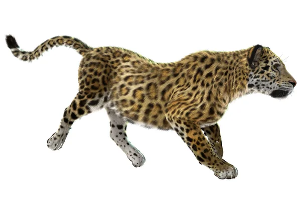 Jaguar — Stockfoto