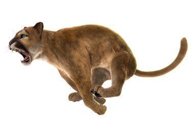 Vahşi Puma