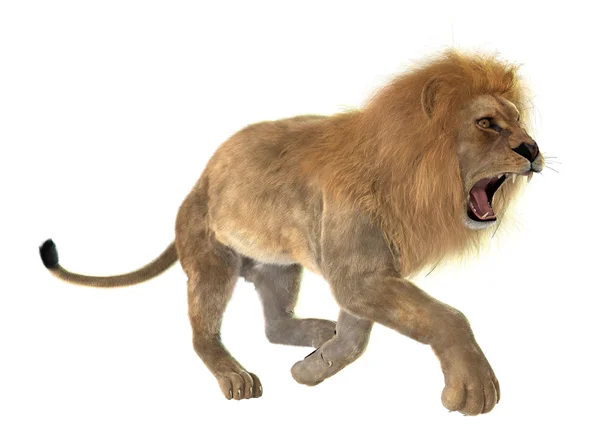 Angry Lion — Stock Photo, Image