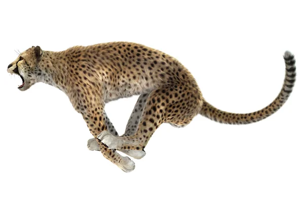 Cheetah — Stock Photo, Image