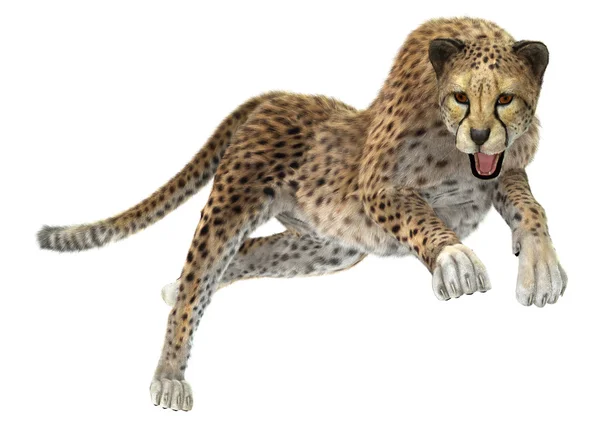 Cheetah — Stock Photo, Image