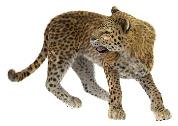 Büyük kedi leopar — Stok fotoğraf