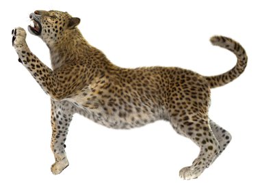 Büyük kedi leopar