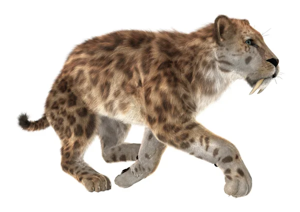 Μεγάλη γάτα Smilodon — Φωτογραφία Αρχείου