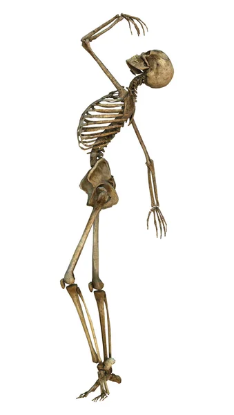 Dancing Skeleton — Stock Photo, Image