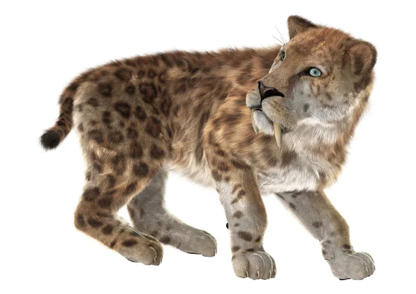 Великі кішки Smilodon — стокове фото