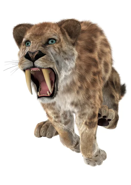 Великі кішки Smilodon — стокове фото