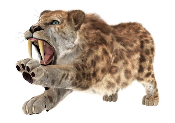 Grande gato smilodon — Fotografia de Stock