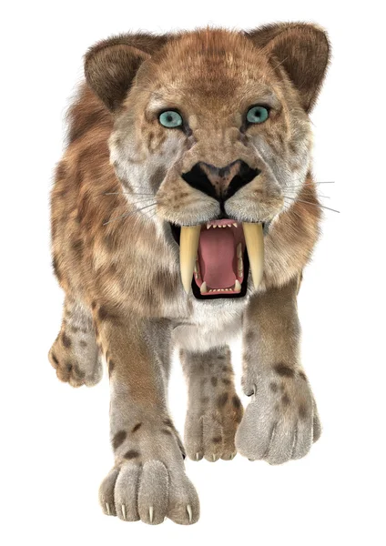 Μεγάλη γάτα Smilodon — Φωτογραφία Αρχείου