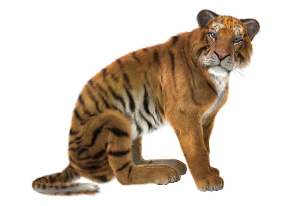 Μεγάλη γάτα τίγρη — Φωτογραφία Αρχείου