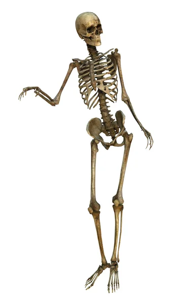 Esqueleto humano —  Fotos de Stock