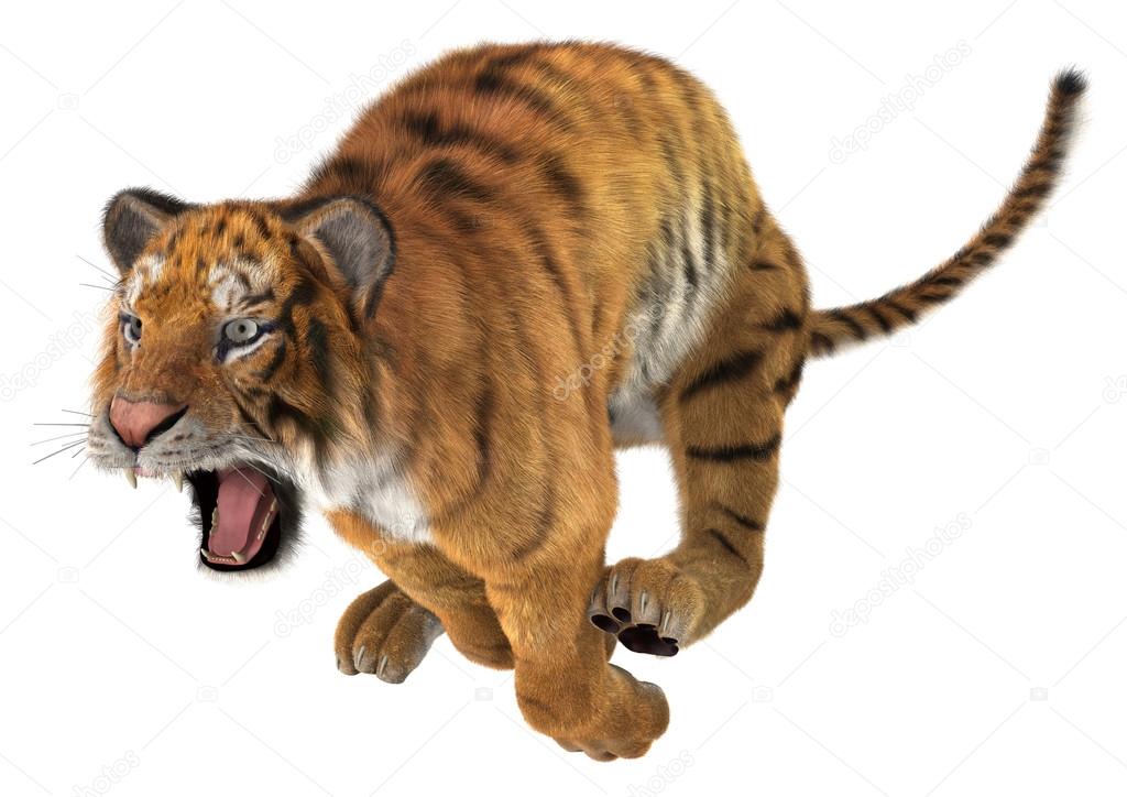 Dangerous Bengal Tiger Roaring and Jumping Isolated on White