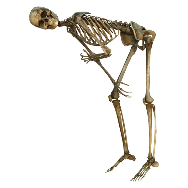 Människans skelett — Stockfoto