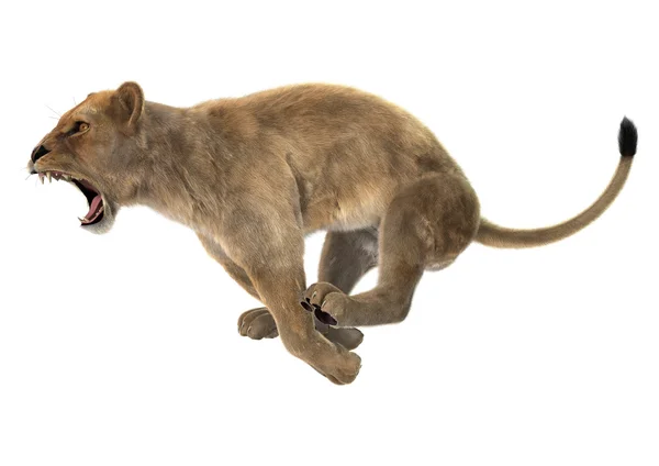 Охотничья львица — стоковое фото