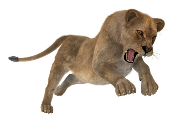 Hunting Lioness — Stock Photo, Image