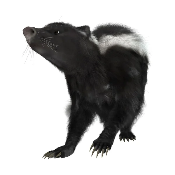 Skunk — Stockfoto