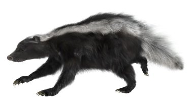 Kokarca.