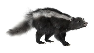 Kokarca.