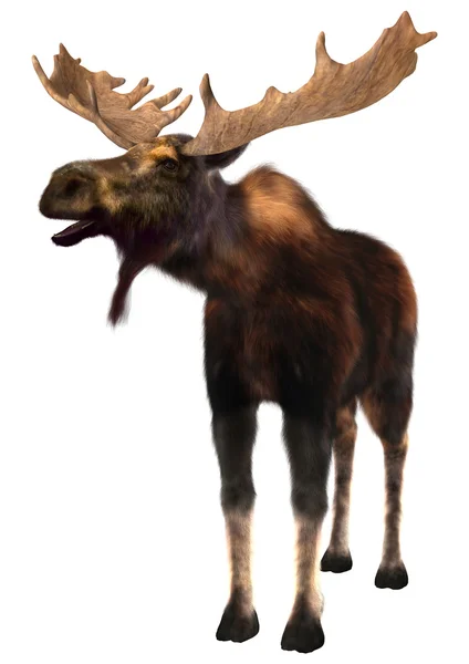 Moose — Stock Photo, Image