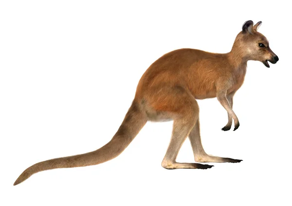 Red Kangaroo — Stock Photo, Image