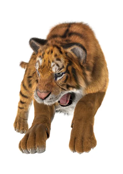 Tigre da caccia — Foto Stock