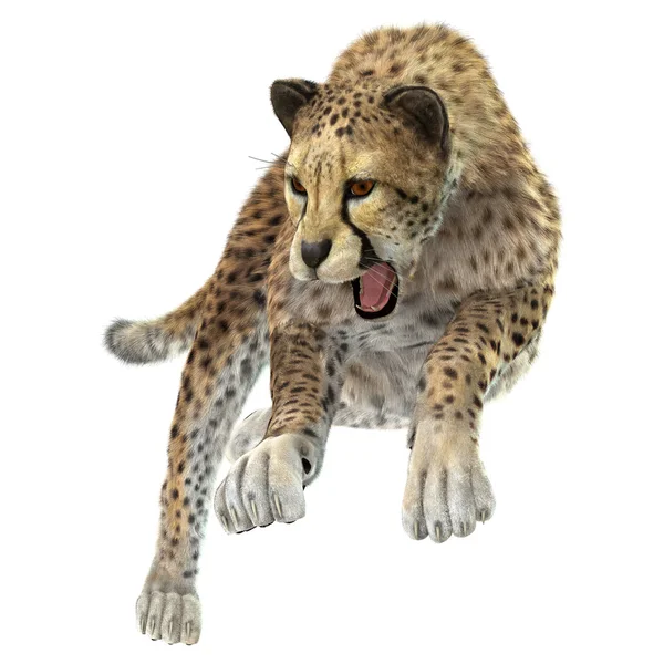 Hunting Cheetah — Stock Photo, Image