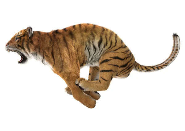 Jagd auf Tiger — Stockfoto